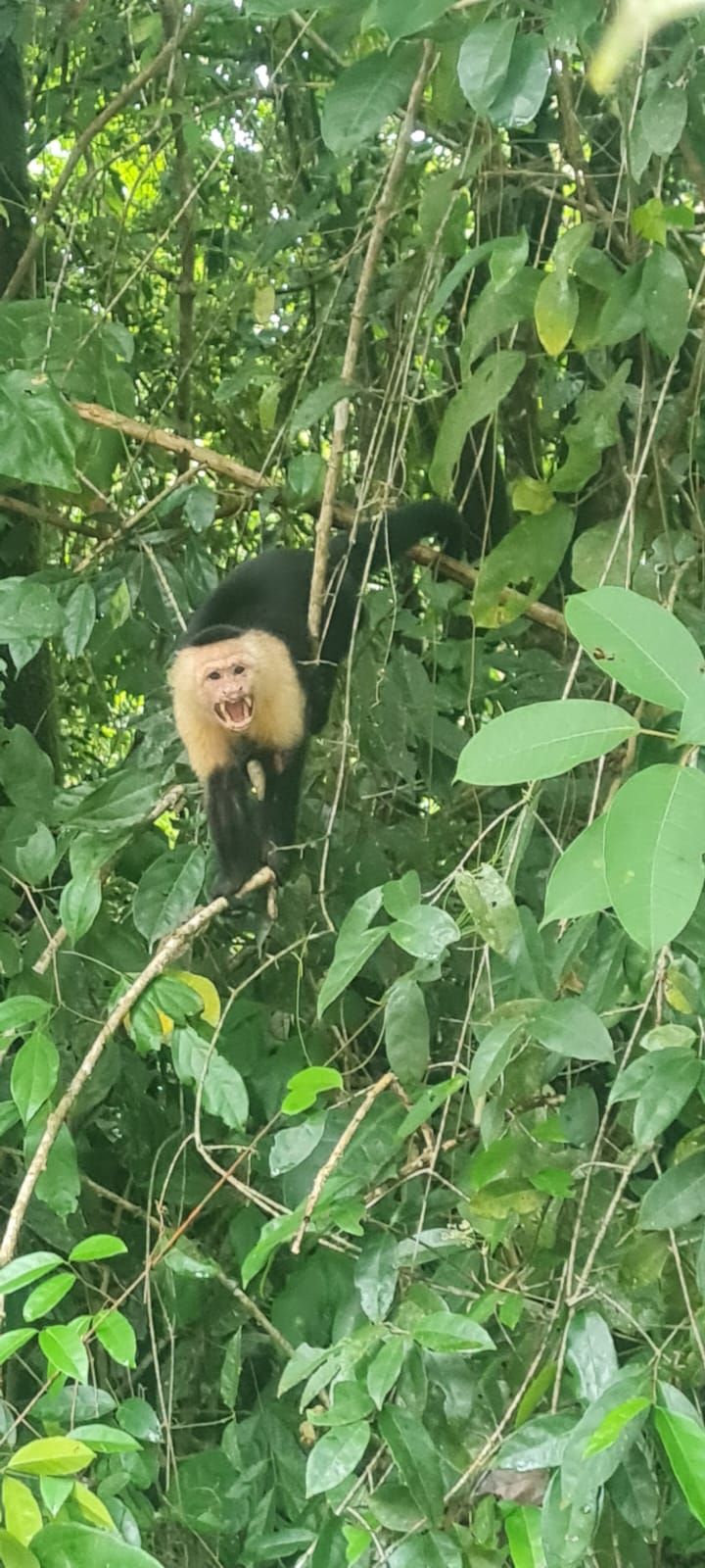 Un mono capuchino, en Costa Rica